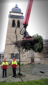 Bei den Rodungsarbeiten am Fuße der Amanduskirche kommt schweres Gerät zum Einsatz: Mit einem Bagger rupfen die Arbeiter Hecken aus der Erde. Einigen Bäumen rücken sie mit Kettensägen zu Leibe. (Foto: Kalthoff, DMP, 12.01.2013)